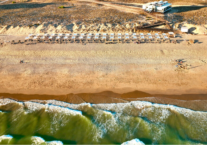 bold octopus gallery image 11